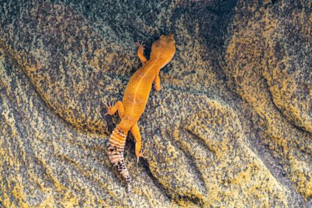 Kaufen Sie Ihren Leopardgecko in der Zoohandlung in Ihrer Nähe
